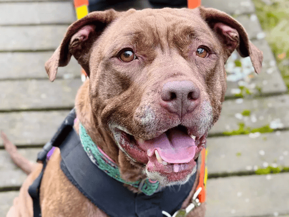 A 4-year-old American Bulldog who adores human company, Sasha is a super sweet and affectionate girl who loves nothing more than a good snuggle. She walks beautifully on the lead and is always eager to stay close to her favourite people. 
