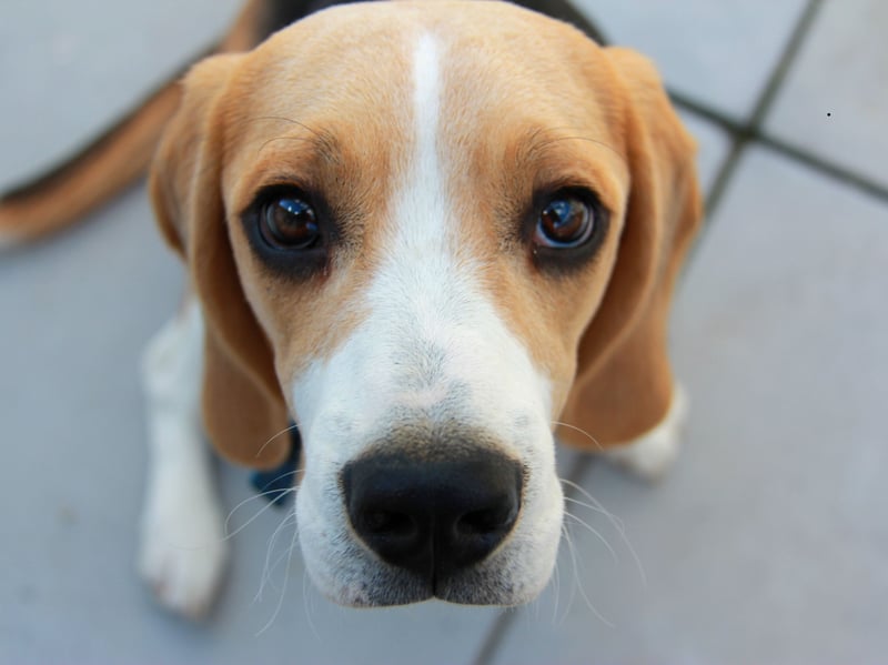 Another dog that has been bred to follow its nose - often in packs - the Beagle could more accurately be called single-minded than stupid.