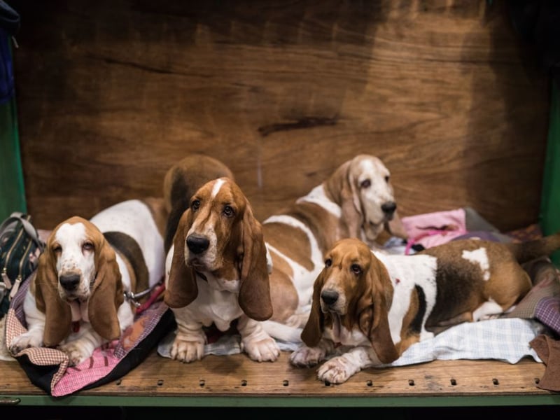 Yet another dog bred to ignore everything else to follow a scent, it's not the Basset Hound's fault that this skill comes at an intellectual cost. They can also be incredibly difficult to house train. 