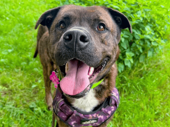 A 3-year-old American Bulldog cross with a warm and goofy personality, Kongbear is a clever lad who loves snuggles and outdoor adventures. Though initially shy with new people, he quickly warms up with treats and patience, revealing a playful, loyal friend. Smart and eager to learn, he will make a fantastic companion in a quiet, adult-only home where he can be the only pet.