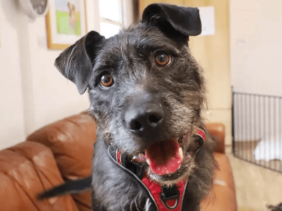 A 5-year-old Crossbreed bursting with life, Brontë is a loving, cheeky, and super playful girl who is always ready for her next adventure. While she can be a little shy initially, her fun and bubbly personality quickly shines through once she gets to know you. 