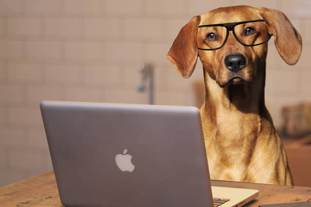 Research has shown different breeds of dog to have very different levels of intelligence.