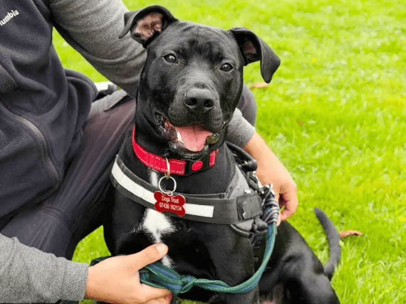 A 7-month-old Staffordshire Bull Terrier cross with a sweet and endearing nature, Bean is an energetic, boisterous pup looking for a loving fresh start. He adores long outdoor adventures, followed by relaxing with a good cuddle at the end of the day. 