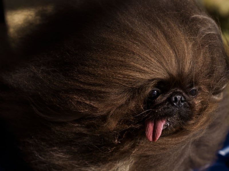 The Pekingese was bred as a lap dog for the Chinese Imperial Court - and has exactly the right amount of brains to carry out that task.
