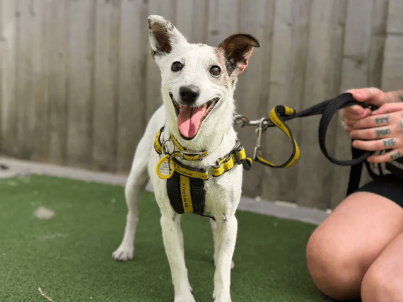 An 8-year-old Jack Russell Terrier with a big personality, Maisie is a fun, friendly, and affectionate girl who loves being everyone’s friend. Currently thriving in foster care, she is house-trained, easy-going, and loves nothing more than relaxing on the sofa.