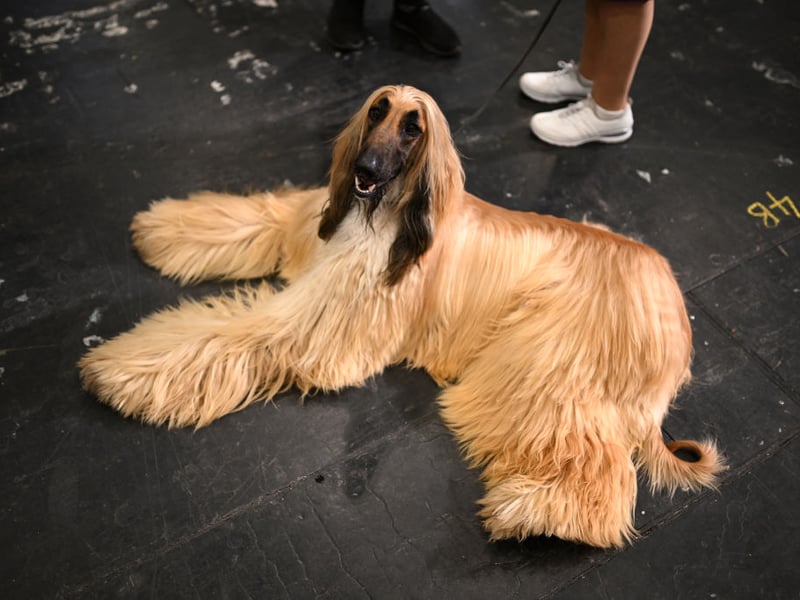 Moving on to the pups with the lowest IQs, and Stanley Coren concluded that the beautiful Afghan Hound is the least intelligent breed of dog. Of course this could be largely due to the fact they are also the most stubborn breed of dog - notorious for ignoring their owner's commands. Who's to say they don't understand every word though!