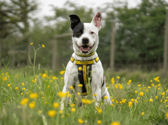 A sweet and special Staffordshire Bull Terrier, Milly is a gentle soul looking for a quiet, relaxed adult-only home where she can build her confidence. Though the world can sometimes feel a bit scary, she is making fantastic progress with her training and thrives with patient adopters.
