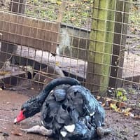 Deadly oil spill in Broughshane 'devastating'