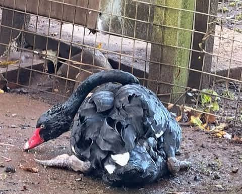 One of the casualties of last week's devastating oil spill in Broughshane.