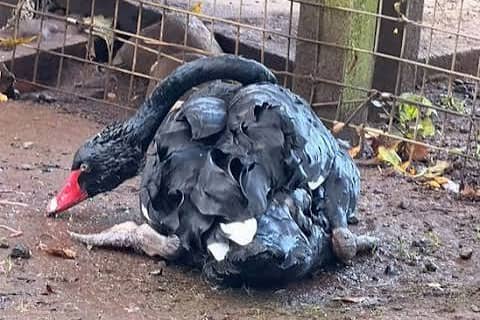 One of the casualties of last week's devastating oil spill in Broughshane.