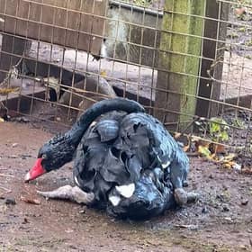 One of the casualties of last week's devastating oil spill in Broughshane.