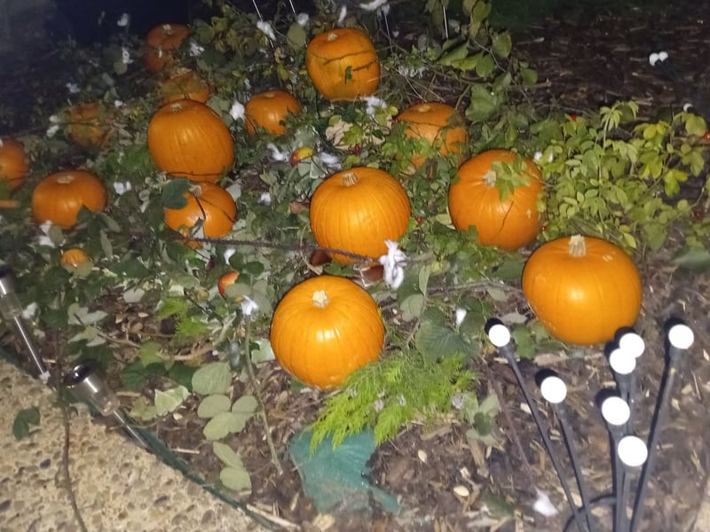 James M William Mcgregor has grown a pumpkin patch in his garden.