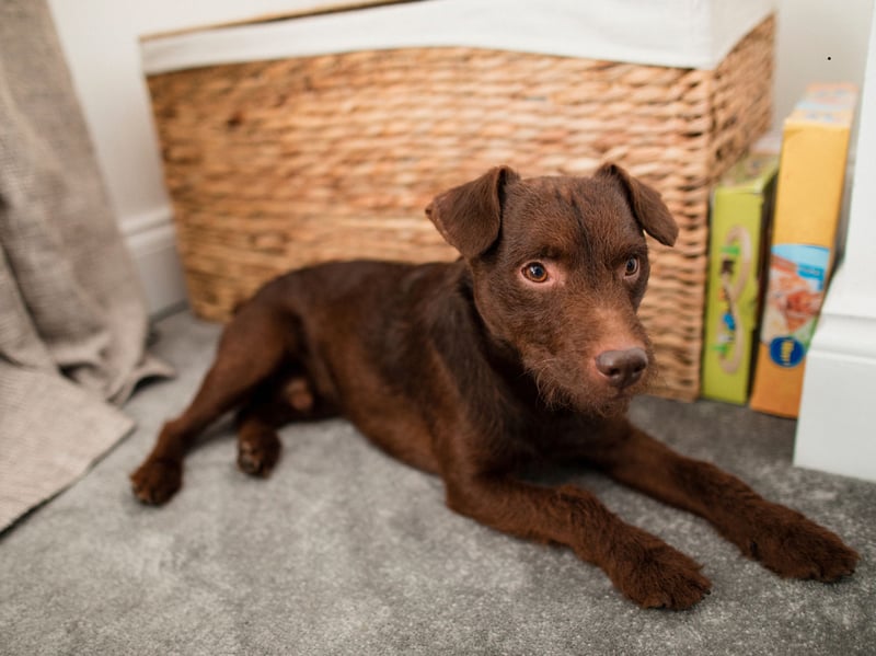 Another terrier takes second spot for most affordable pups. The low maintenance Patterdale Terrier tends to cost around £900-£1,100.