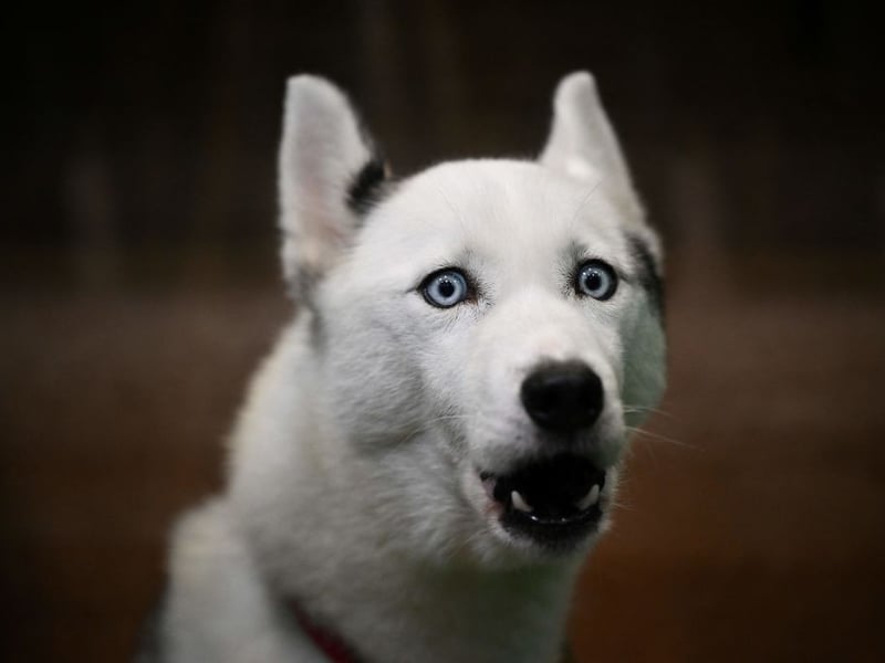 Bred to pull sledges over miles of Arctic tundra, the loyal Siberian Husky tends to cost around £1,500-£1,800.