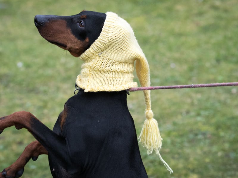 Coming in two sizes - toy and standard - expect to pay around £1,000-£1,300 for a Manchester Terrier.