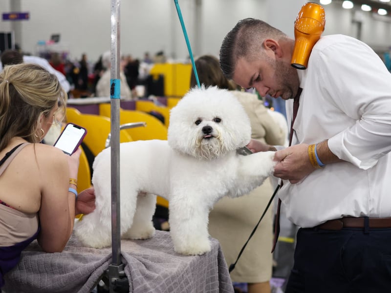 Considered by many to be one of the best companion dogs, the Bichon Frise tends to cost around £1,500. 