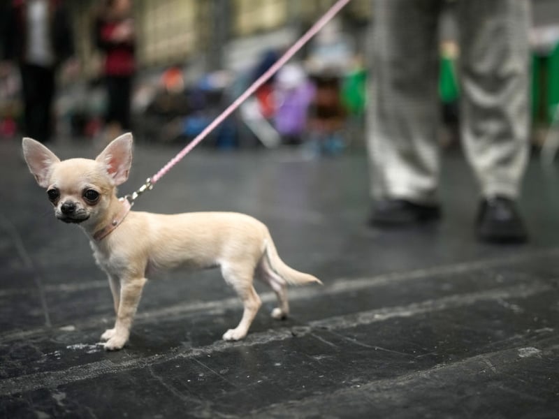 The Chihuahua is the world's smallest breed of dog and will set you back roughly £1,100-£1,200. 