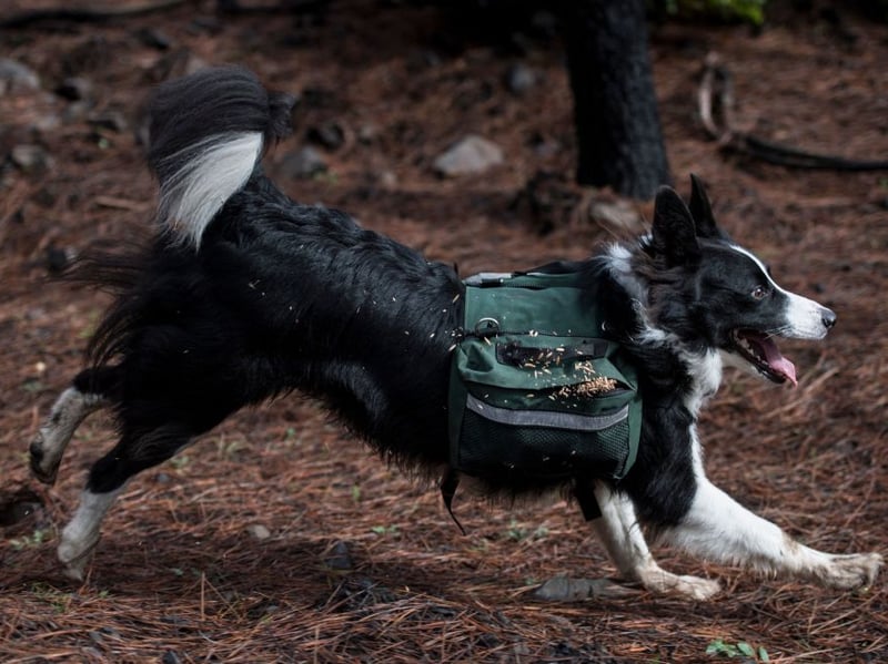 The Border Collie is the world's most intelligent dogs and one of the cheapest - costing around £900-£1,100.