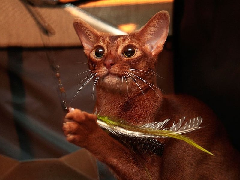 We're starting with the most intelligent cat breeds. Nicknamed 'the Einstein of the cat world', the Abyssinian is broadly considered the cleverest of all the cat breeds. These smart felines are exceptionally curious, alert, and quick to learn. They enjoy puzzles, exploring their surroundings, opening things, and figuring out how household objects work (sometimes to the point of accidentally destroying them).