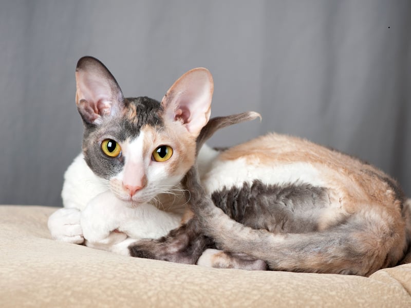 This distinctive cat breed is one of the friendliest breeds around - and has even been compared to a dog. A Devon Rex's long toes enable them to explore their curiosity by opening doors and cupboards. Both clever and sneaky. Their close cousin the Cornish Rex are also smart at learning tricks, solving puzzles, manipulating objects, and quickly understanding new games.