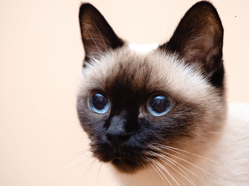 You'll know how clever your Siamese cat is because they'll not stop telling you! This is one of the most communicative breeds of cat and they'll chatter away happily for hours as they show off how much the've leared and how they are exceptional at remembering routines and solving problems.