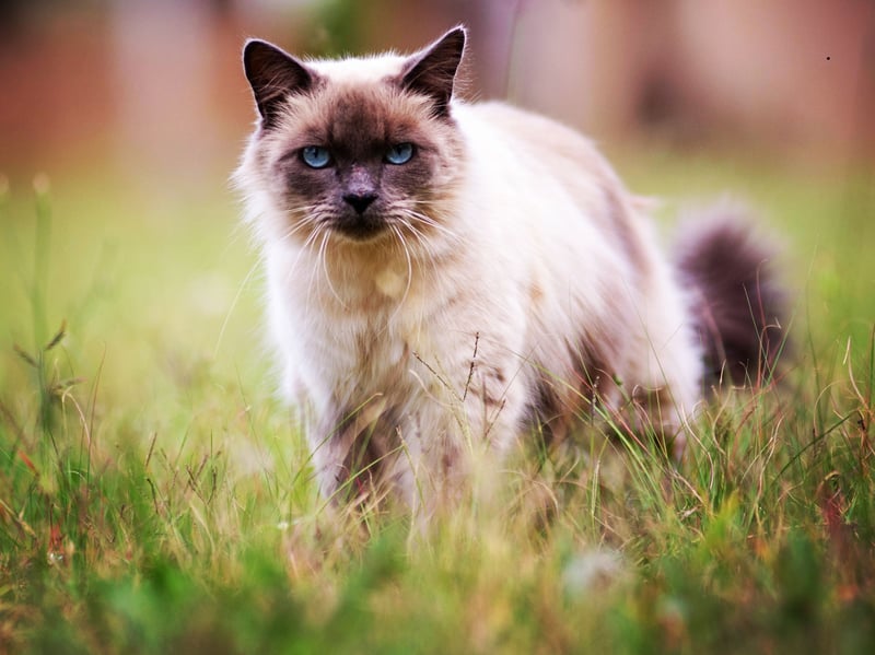Birmans are sociable, gentle cats that prefer long, relaxing naps on the couch to complex interactive toys or learning demanding tricks.