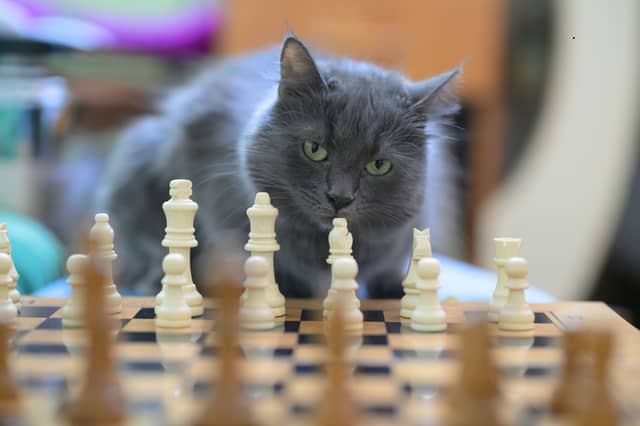 Your move Felix.