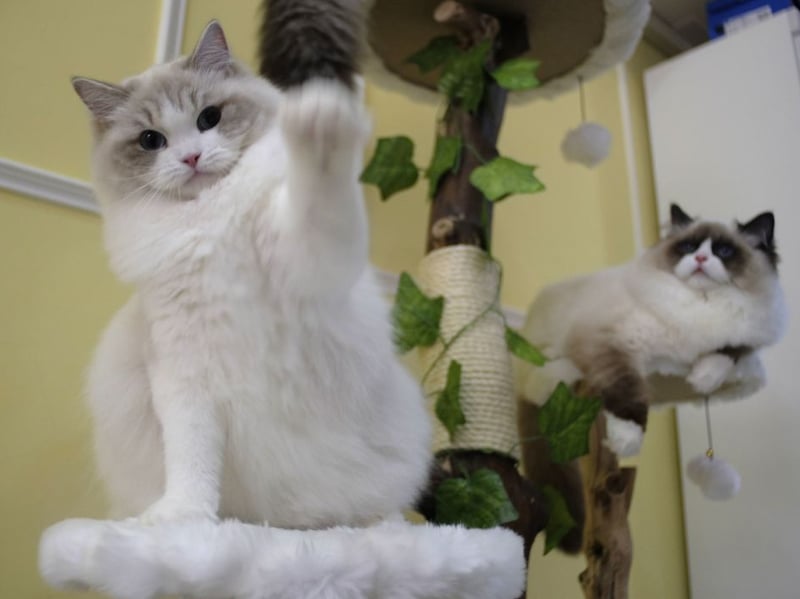 Now we're moving to the cats whe appear to have been last in the queue for intelligence. Fluffy Persians are often so relaxed that they seem to have little in the way of curiousity or resourcefulness. Give these cats an interactive game and they'll probably just ignore it.