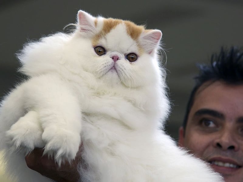 The Himalayan is a cat of routine that favours a sedentary lifestyle over adventure. Brain stimulating activities are really not their speed.
