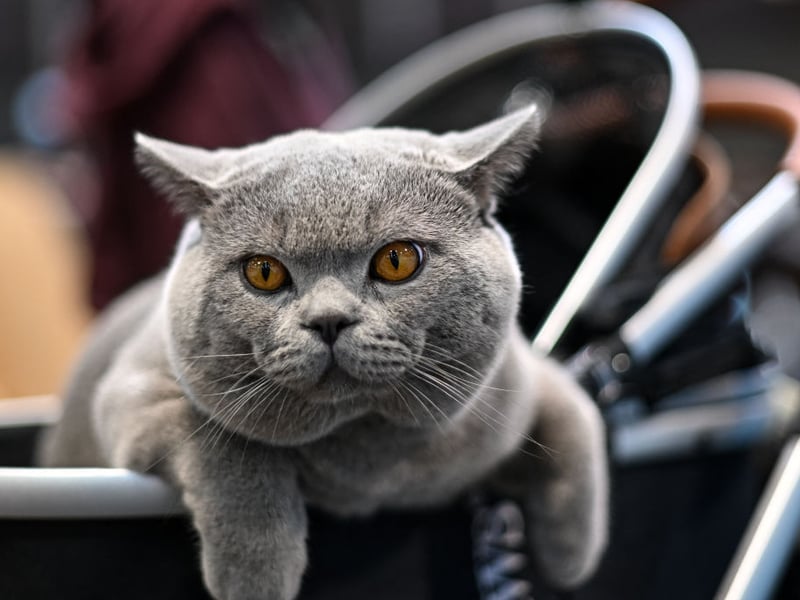Part of cat intelligence is how easily they can be trained to carry out simple commands. In the case of the British Shorthair, the answer to that is 'not very easily'.