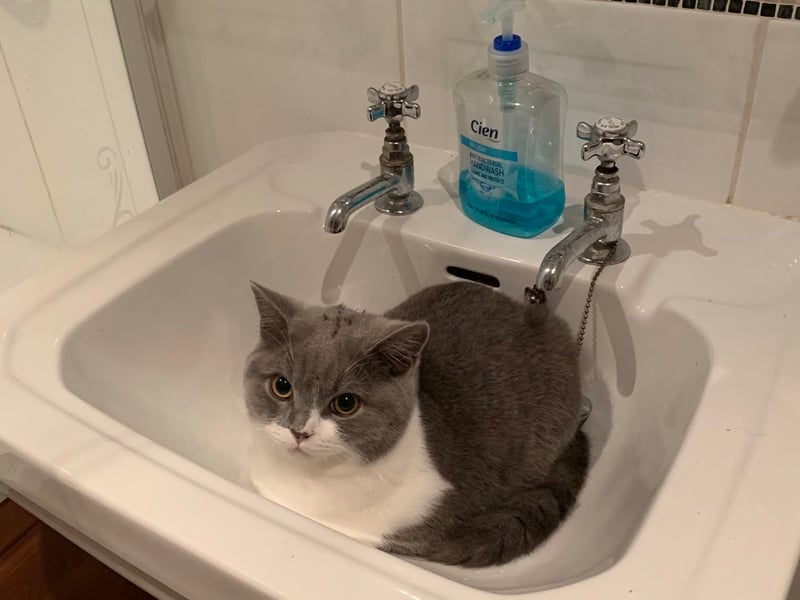 Pushkin was patiently waiting for their owner in the bathroom sink, and might have got an accidental shower too! 