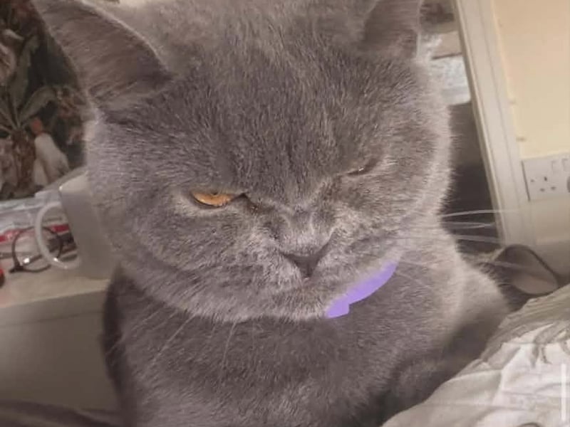 Nellie is giving her absolute best to stare us down as she poses grumpily for the camera