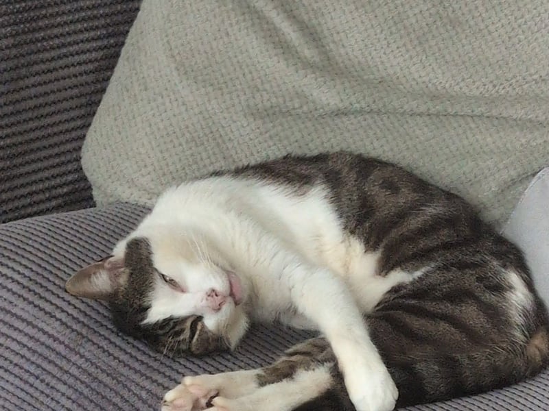 Next up is Billy, an old boy who seems to be doing his best Tom Daley impression as he tucks up on a comfy chair 