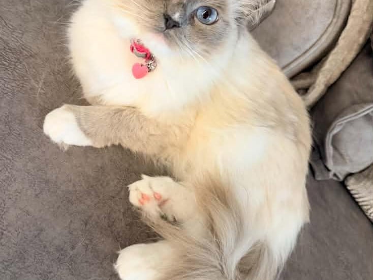 Kicking things off is Luna, a gorgeous three-year-old Seal Mitted Ragdoll who almost matches her home.  
