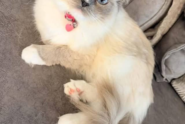 Kicking things off is Luna, a gorgeous three-year-old Seal Mitted Ragdoll who almost matches her home.