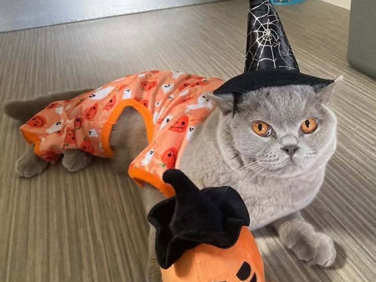 Count Reginald is in the festive spirit, dressed for Halloween in a witches hat with a pumpkin by his side 