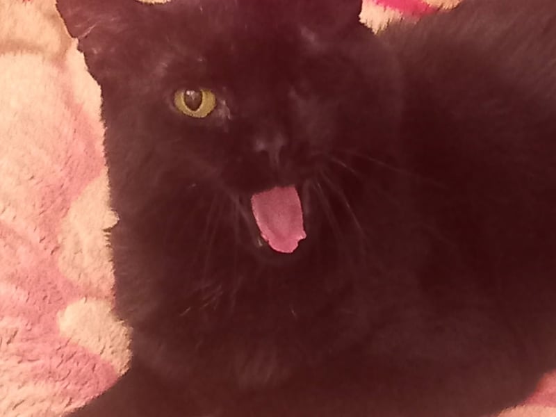 Sooty, a rescued stray, looks very cute with his one eye and scruffy ears in his new home