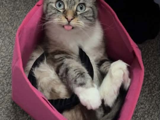 We don’t know how they got there, but Pebbles looks so cute tucked up in a laundry bag 