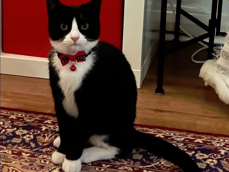 Davey looks very smart with his bowtie and bell on, clearly dressed to impress. [Credit - Paul Burke