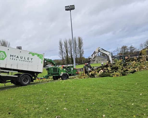 Tree surgeons at work removing the iconic oak tree at Ballymoney Rugby Club.