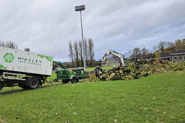 Tree surgeons at work removing the iconic oak tree at Ballymoney Rugby Club.