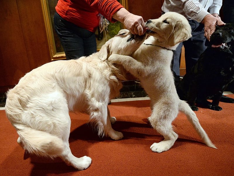 First bred as hunting dogs in Scotland in the late 19th century, Golden Retrievers are a very popular breed with purebred pups costing up to £3,000. 