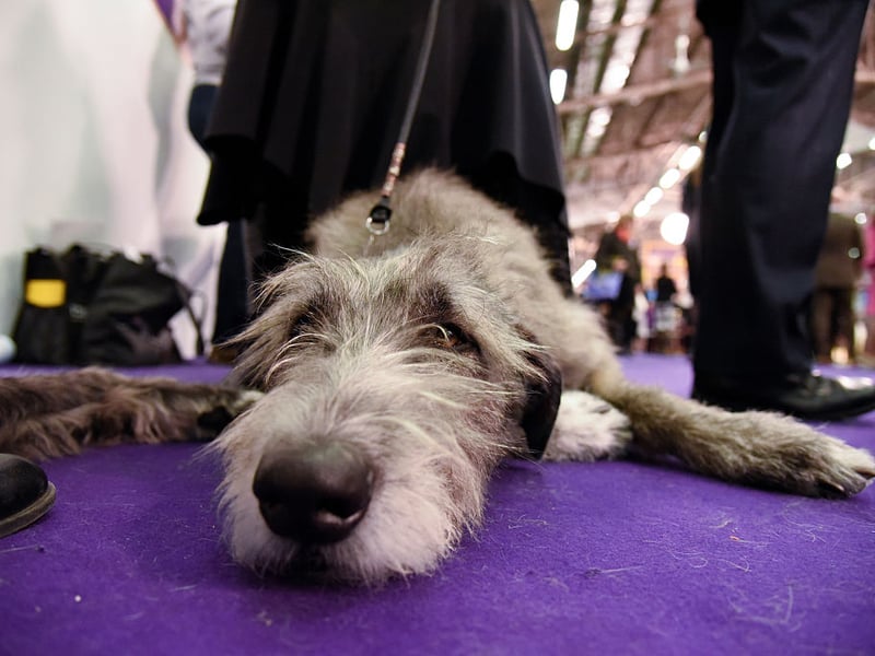 They may cost around £2,500 but you certainly get plenty of dog for your dollar - the Irish Wolfhound is one of the world's biggest pooches.
