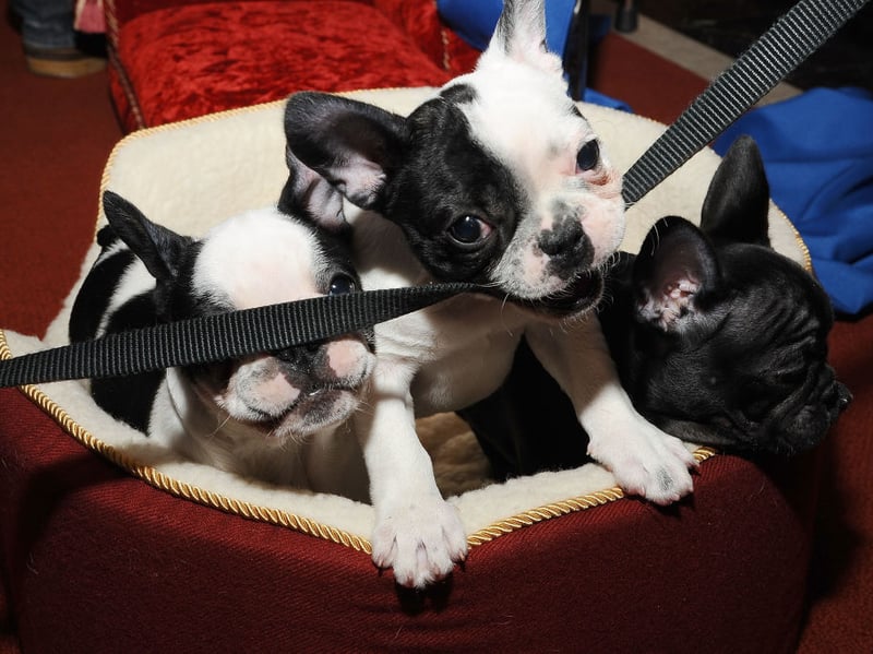 The French Bulldog is one of the trendiest canines out there at the moment - challenging the Labrador for the title of the UK's most popular dog. Fashion comes at a price - around £4,500 at last count.