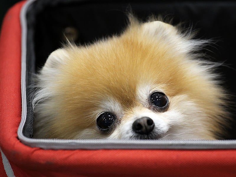 The most expensive toy dog you can buy is the Pomeranian, with puppies costing around £3,500. Its popularity dates back to it being a favourite with royalty - including Queen Victoria.