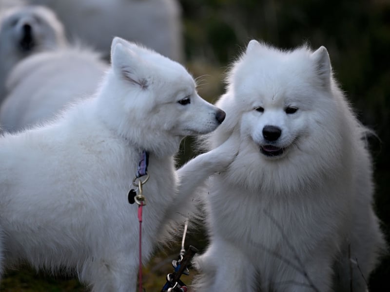 Hailing from Siberia, where they were used to pull sleds, a Samoyed puppy in the UK can cost up to £6,000.