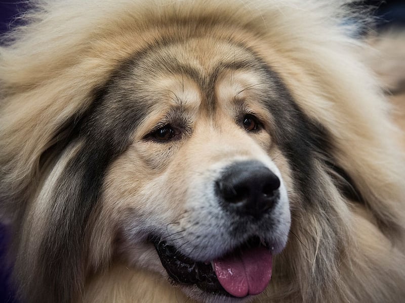 If you want to welcome a mighty Tibetan Mastiff into your home don't expect much change out of £10,000 - they are the UK's most expensive dog. Bred to guard temples in their native Tibet, they look like adorable lions.