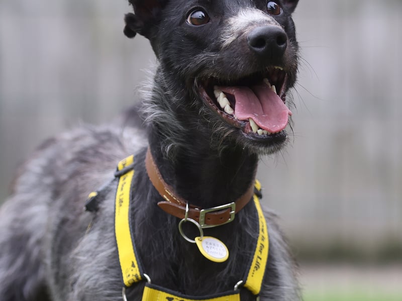 “Affectionate” whippet cross Jenny is looking for a calm home with adopters who can offer her plenty of companionship.
The team at Dogs Trust say the three-year-old pooch is a polite and friendly girl who loves treats and squeaky toys.
She’s polite to visiting dogs and walking companions but she’ll need to be the only pet.