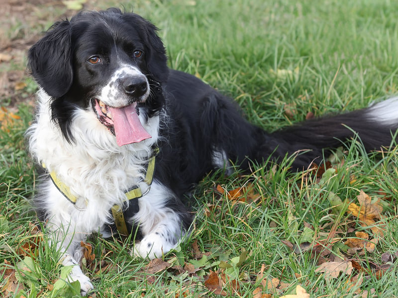 Described as “incredibly loyal”, eight-year-old Clover is a spaniel cross looking for his special someone.
The Dogs Trust team say Clover is a “lovely, intelligent boy” who loves exploring and using his brain.
He’ll need to be the only pet in the home, but would happily live with older children.