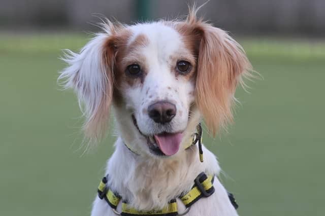 Described as “the sweetest little nugget” whose tail “never seems to stop wagging”, three-year-old Lacy is an upbeat spaniel with a knack for making people smile.
The Dogs Trust team say she could live with another dog, would enjoy having canine friends to socialise with and could share her home with older children.